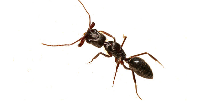 Ants Union NJ Pest Control Exterminator
