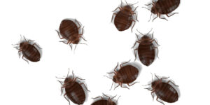 Bed Bugs Bedbugs Union NJ Pest Control Exterminator