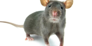 Rats Mice Union NJ Pest Control Exterminator