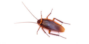 Union NJ Roaches Cockroaches Pest Control Exterminators