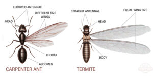 Termites Union NJ Pest Control Exterminator